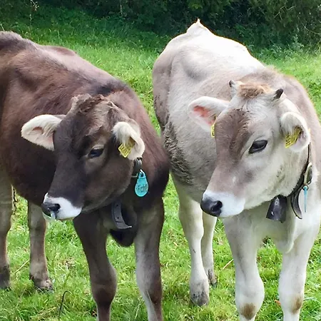 Bergluftsuite Am Breitenberg Pfronten